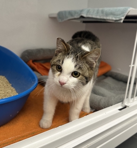 Santa Claus Fundtiereseite Santa Claus Fundtiereseite